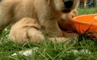 Golden Retriever Sibling GIF