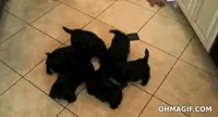 Funny Dog Drinking GIF