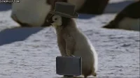 Top Hat Wednesday GIF