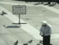 Planes Pigeons GIF