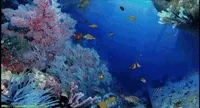 Fish GIF