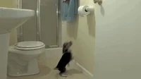 Toilet Paper Dog GIF