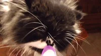 Cat Brain GIF