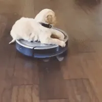 Roomba GIF