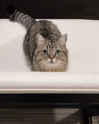 Cat Hello GIF