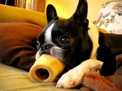 dog eating GIF
