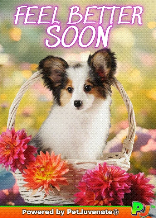 Get Well Soon GIF by PetJuvenate - PJ