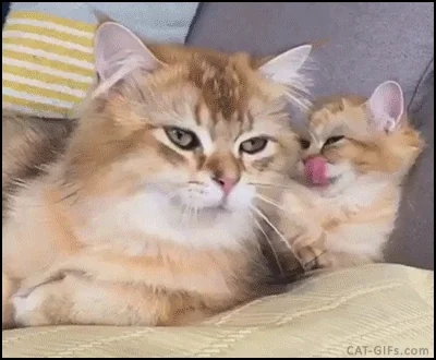 Tired Cat GIF