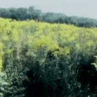 Music Video Rock GIF by Lenny Kravitz