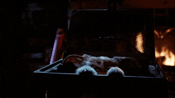 joe dante gremlins GIF by Coolidge Corner Theatre