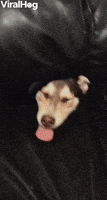 Dog GIF by ViralHog