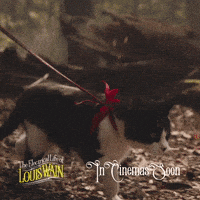 Canal Plus Cats GIF by STUDIOCANAL