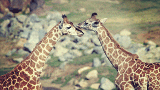 Youtube Love GIF