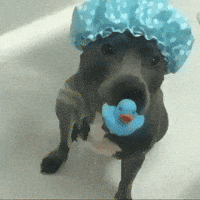 Aww Cuteness GIF