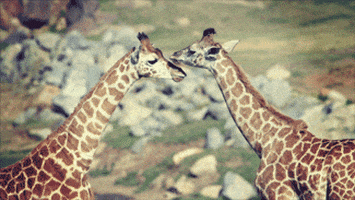 Youtube Love GIF