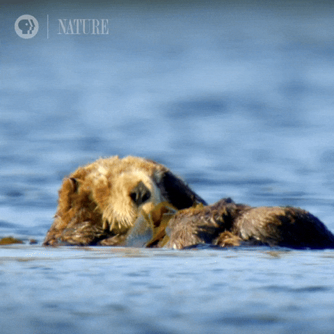 Sleepy Happy Sunday GIF by Nature on PBS