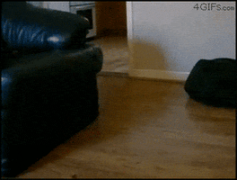 fred jackson week GIF