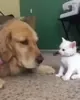 Aww Cuteness GIF by MOODMAN via giphy.com