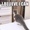 Cat Jump GIF by Wengie via giphy.com