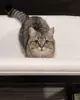 Cat Hello GIF via www.reddit.com