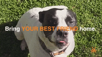 Best Friends Dog GIF by Best Friends Animal Society