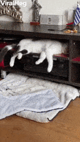 International Cat Day Cats GIF by ViralHog