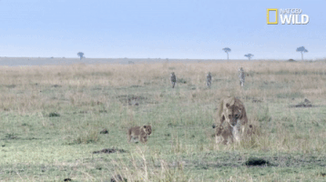 african cats big cat week GIF by Nat Geo Wild 