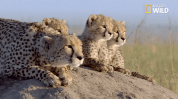 nat geo big cat week GIF by Nat Geo Wild 
