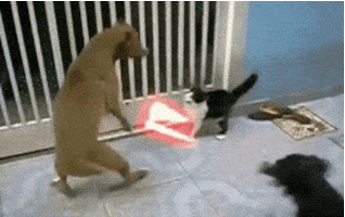 angry dog GIF