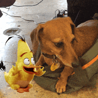 angry birds GIF by GIPHY CAM