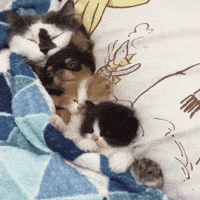 Family Cuteness GIF