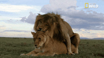 soul of the cat GIF by Nat Geo Wild 