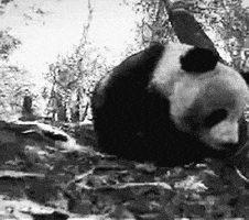 bbc panda GIF by hoppip