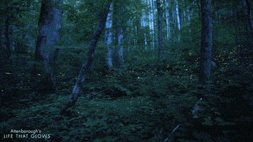 night glowing GIF by BBC Earth