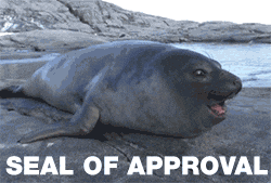 Giphy - Seal Of Approval Thumbs Up GIF