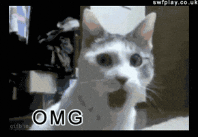 cat omg GIF cat omg GIF