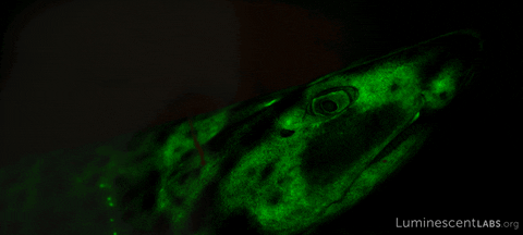 biofluorescence