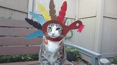Cat Thanksgiving GIF