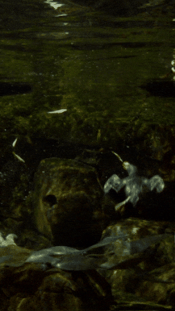 Ocean Puffins GIF by Monterey Bay Aquarium