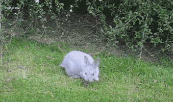 rabbit hopping GIF