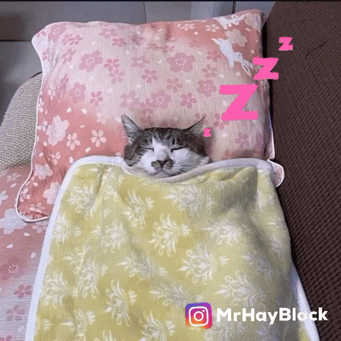 Cat GIF