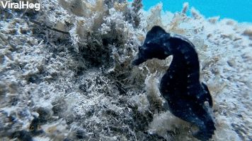 Blue Seahorse On The Reef GIF by ViralHog