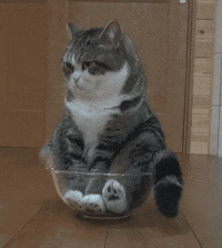 Funny-cats GIFs - Get the best GIF on GIPHY