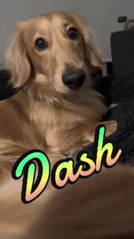 Dachshund Dash GIF