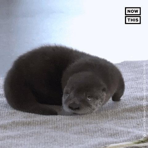 Animal Crossing Aww GIF by NowThis