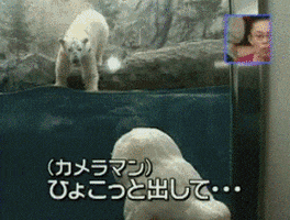 scared polar bear GIF