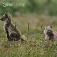 Happy Arctic Fox GIF by Nature on PBS