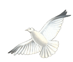 Album Dove Sticker by Prince