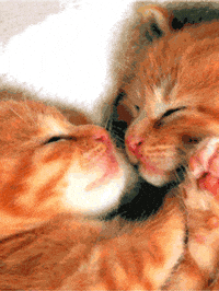 Love Cat Gifs Get The Best Gif On Giphy