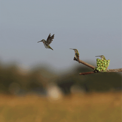 NVillustration animation birds stop motion hummingbird GIF